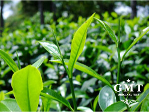 GMT紅茶専門店 紅茶教室