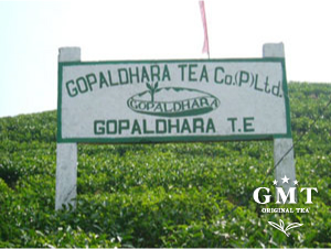 GMT紅茶専門店 紅茶教室